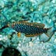 Leopard wrasse, Philippines