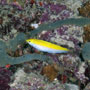 Canarytop wrasse, Maldives