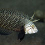 Rockmover wrasse, Philippines