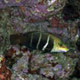 Barred thicklip, Maldives