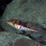 Nebulous wrasse Indonesia