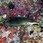 Bird wrasse, intermediate phase, Maldives 