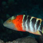 Redbreasted wrasse, Indonesia