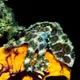 Blue-ringed octopus