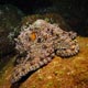 Day or common octopus