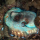 Day or common octopus