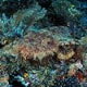 Wobbegong, Raja Ampat