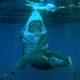 Great White shark, Mexico