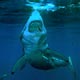 Great White shark, Mexico