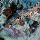 Epaulette shark, Raja Ampat