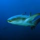 Nurse shark, Burma