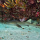 Nurse shark, Carriacou