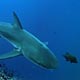 Galapagos shark, Mexico