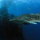 Whaleshark, Burma