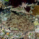 Tassled wobbegong, Indonesia