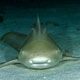 Leopard shark, Maldives