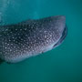 Whale shark, Hanifaru Lagoon