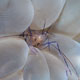 Bubble coral shrimp