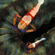Imperial shrimp, mating pair