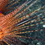 Urchin shrimp