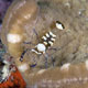 Commensal shrimp on carpet anemone