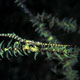 Black coral shrimp