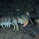 Mantis shrimp - Odontodactylus species
