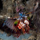 Mantis shrimp - Odontodactylus scyallarus