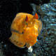 Mantis shrimp - Lysiosquilla species