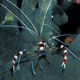 Banded boxer shrimp