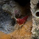 Cleaner shrimp - Lysmatella prima