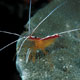 Hump-back cleaner shrimp