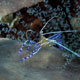 Pederson cleaner shrimp