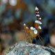Squat shrimp