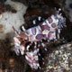 Harlequin shrimp with juvenile