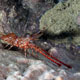 Henderson's hingebeak shrimp