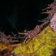 Durban Hingebeak shrimp