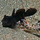 Snapping shrimp with goby