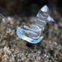 Magnificent anemone shrimp