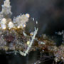 Skeleton shrimp