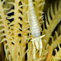 Ambon crinoid shrimp