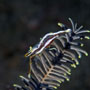 Twin-stripe crinoid shrimp